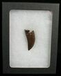 Gorgeous Inch Nanotyrannus Tooth #5843-2